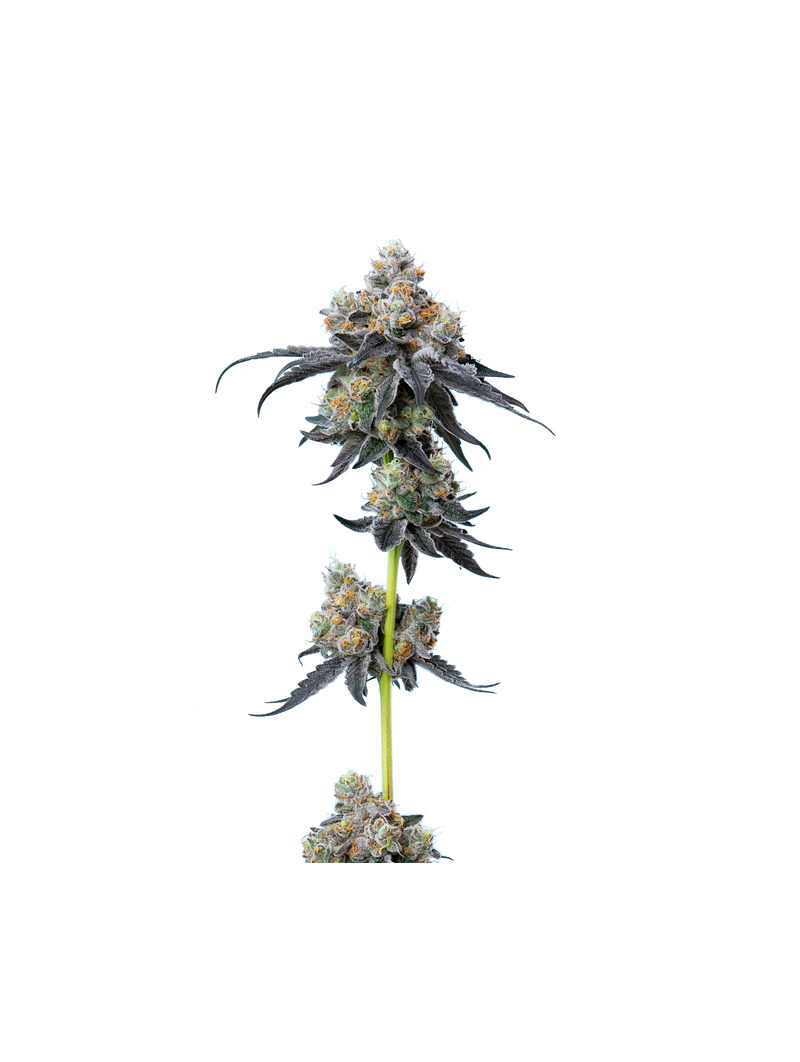 Gelato 33, Фасовка: 5